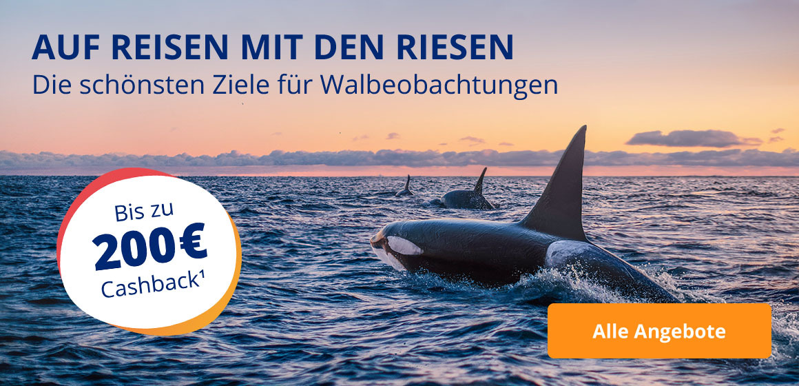 Die schönsten Ziele für Walbeobachtungen