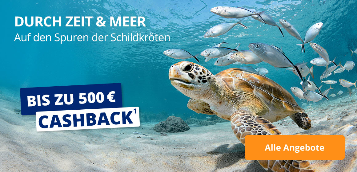 Auf den Spuren der Schildkröten