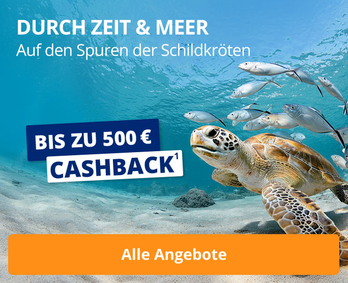 Auf den Spuren der Schildkröten