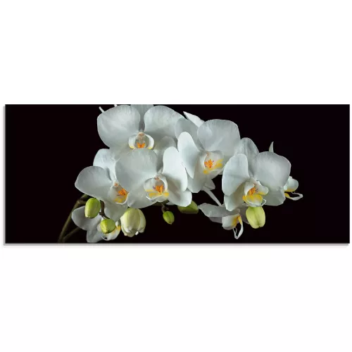 Artland Glasbild ″Weiße Orchidee auf schwarzem Hintergrund″ Blumen 1 Stk. tlg. in verschiedenen Größen