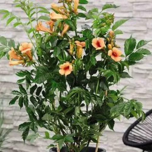 Thompson & Morgan Campsis Indian Summer 2 Litre Potted Plant x 3
