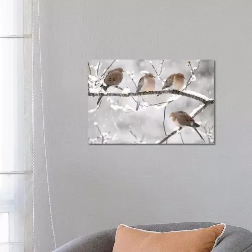 Mourning Dove Group In Winter, Nova Scotia, Canada I by - Wrapped Canvas Photograph