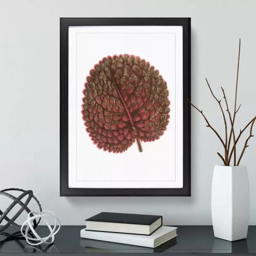Plant Leaf by Benjamin Fawcett - Framed Print