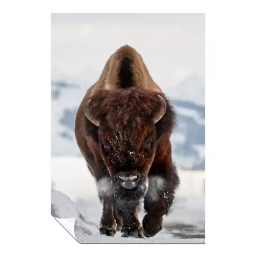 Running Brown Bison in Wildlife 1 Piece Wall Art