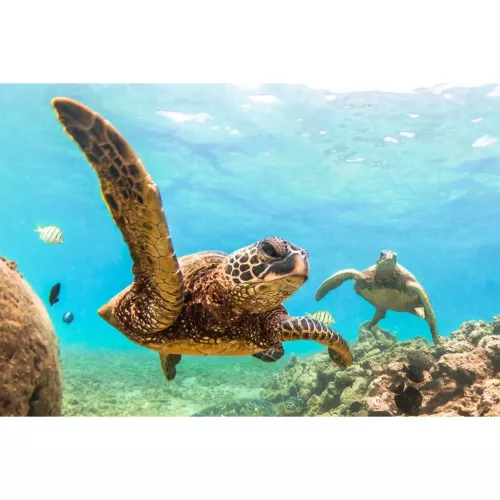 Hawaiian Green Sea Turtle by Shane Myers - Wrapped Canvas Photograph