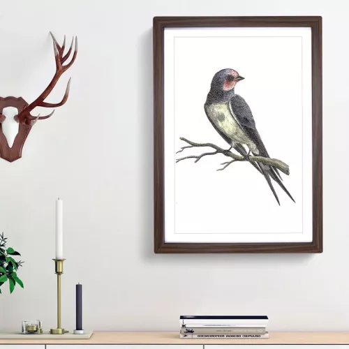 Swallow by Johan Teyler - Picture Frame Art Prints