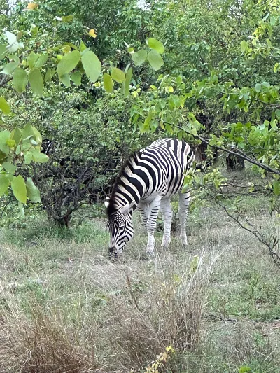 Hakuna Matata - No Stress! (Thumbnail 3)