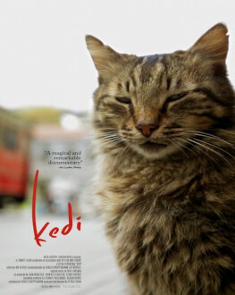 Kedi (premiu special Black Sea Docs) Retrospectiva Pelicam 2017