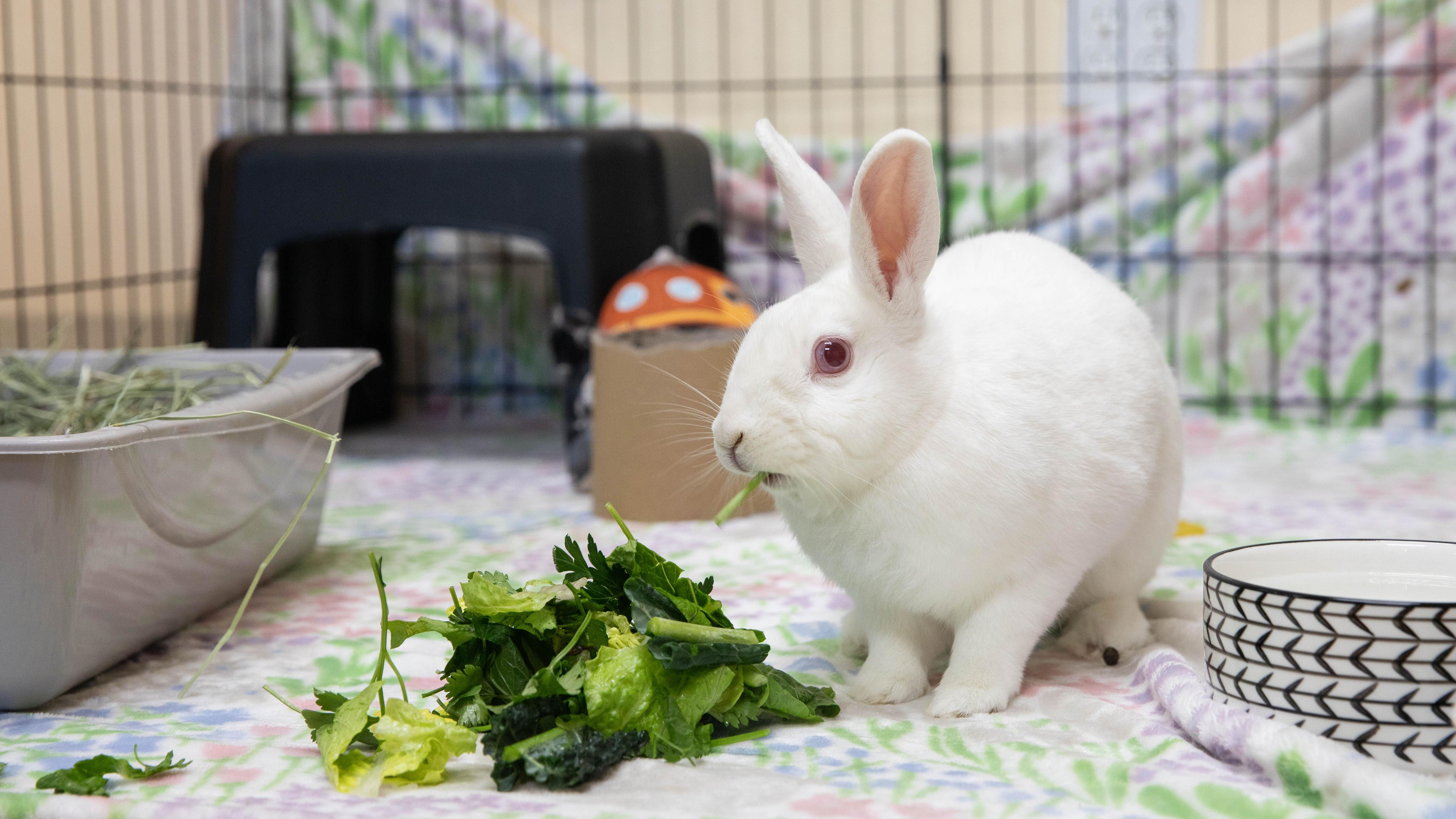 Interested in learning about rabbits?