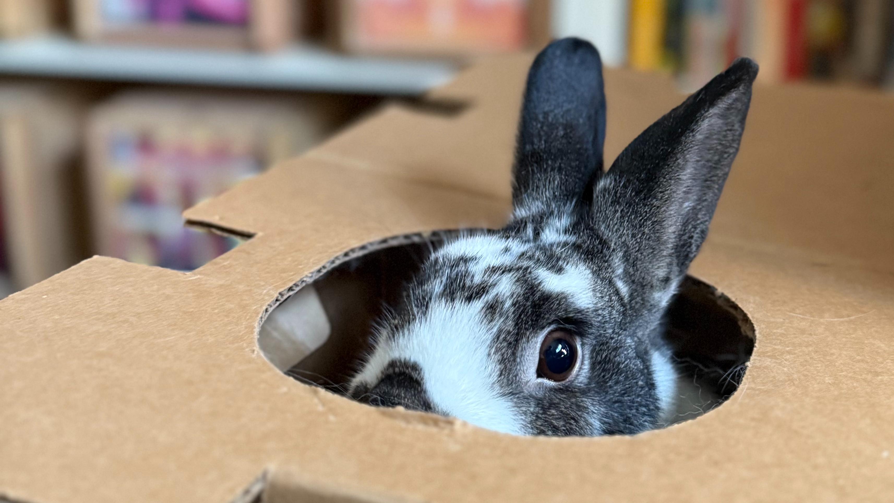 Become a rabbit expert—take our free Zoom class