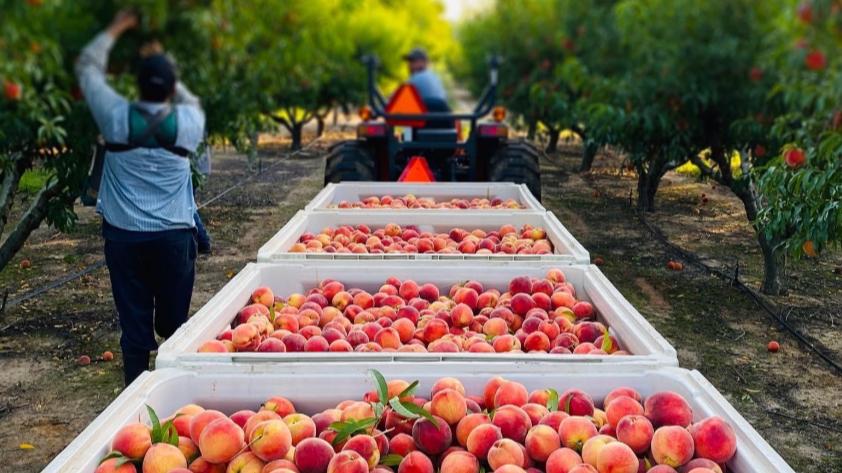Annual Georgia Peach Festival
