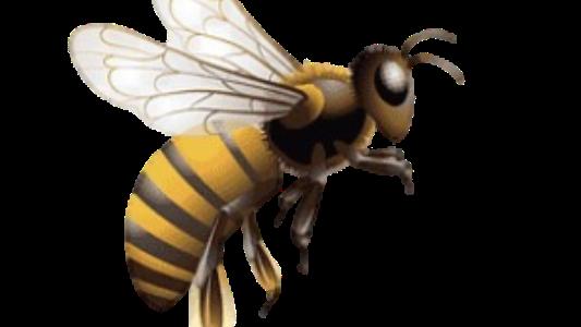 Pemi-Baker Beginner Bee School 2026