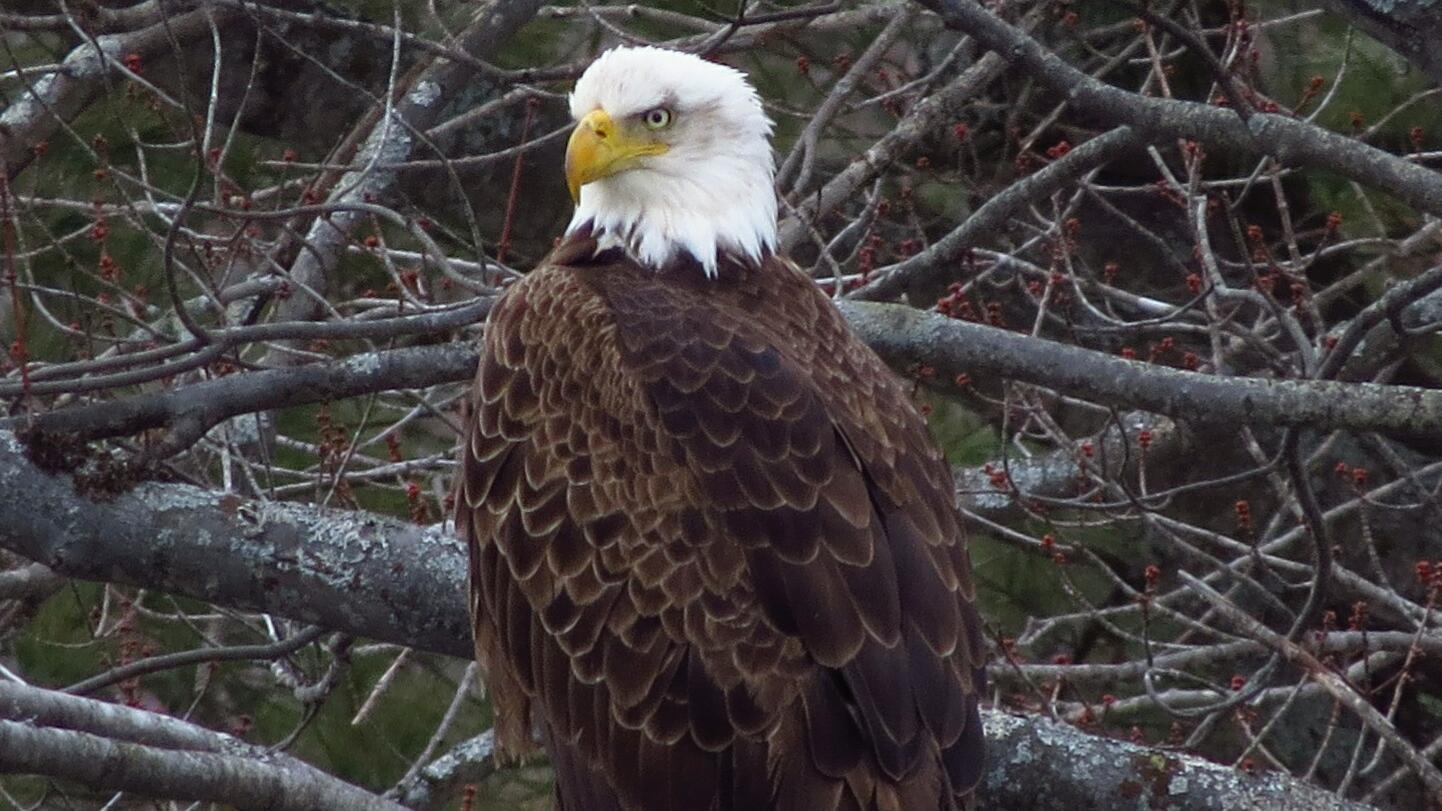 Bald Eagle Adventure Cruise