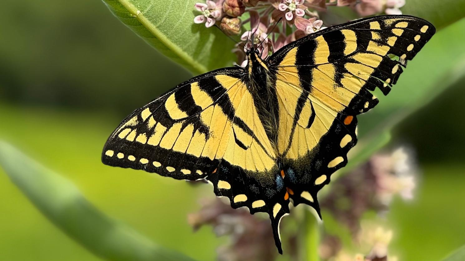 Butterfly Count Field Training