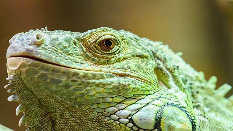 Reptile Day at Charmingfare Farm