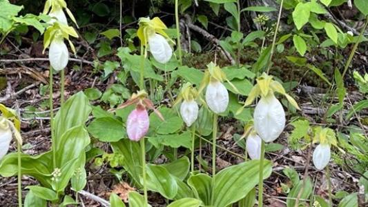 Weeks State Park Free Spring Wildflower Walk with Matt Peters