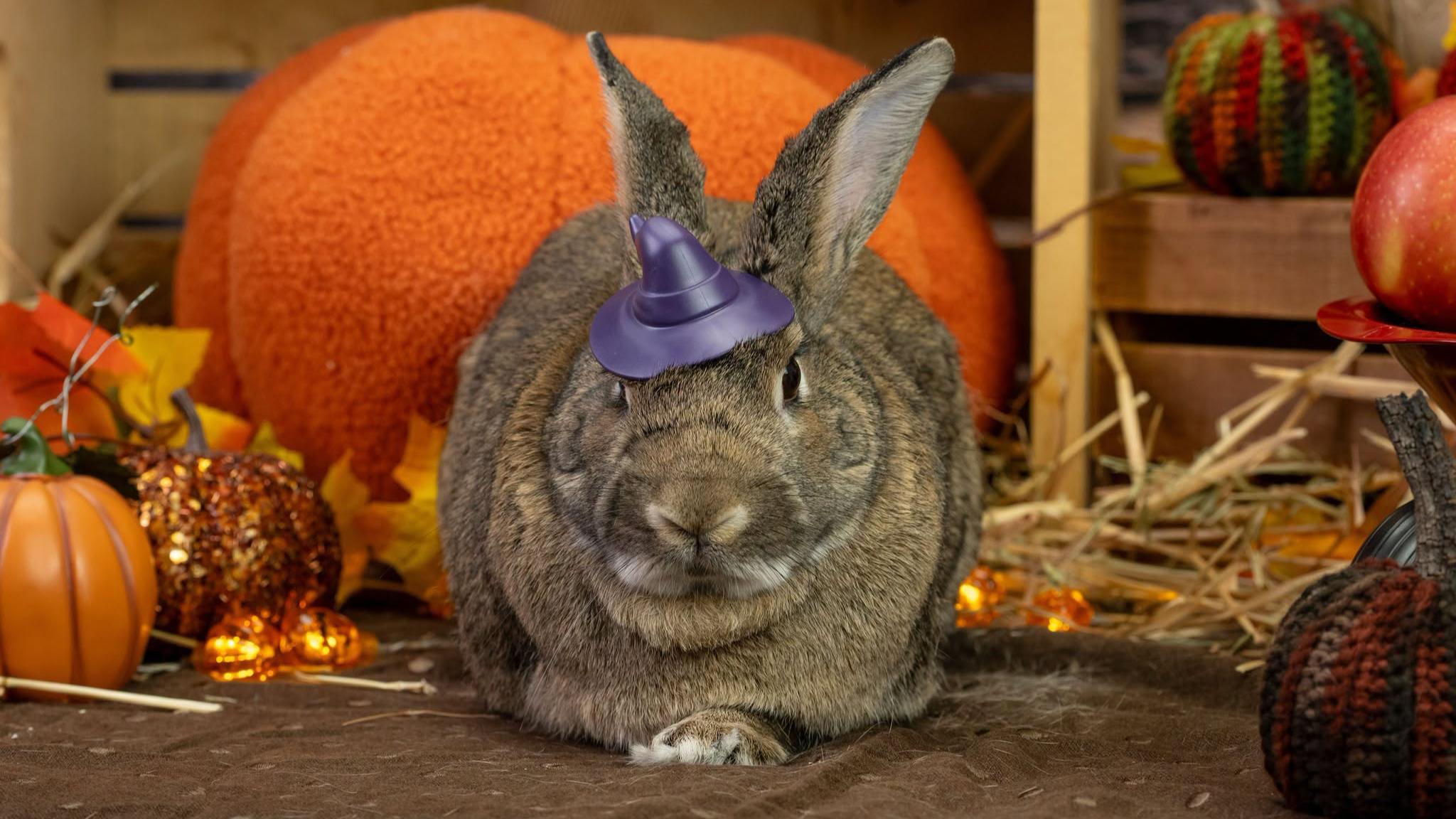 Trick-or-treat with rabbits