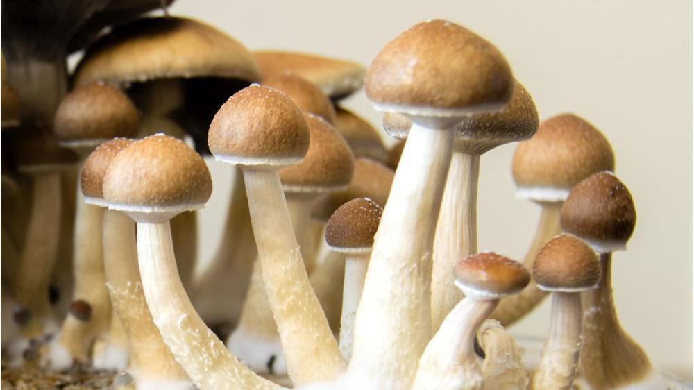 How To Store Your Mushrooms To Make Them Last Longer