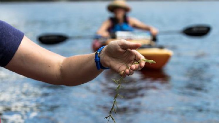 Weed Watchers Program: Learn How To Identify Invasive Aquatic Plants