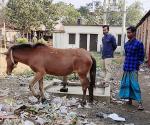 নালিতাবাড়ীতে মালিকবিহীন ঘোড়া, ফেসবুকে এলাকাবাসীর পোস্ট