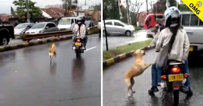 Dueños abandonan a su perro y esta fue su triste reacción