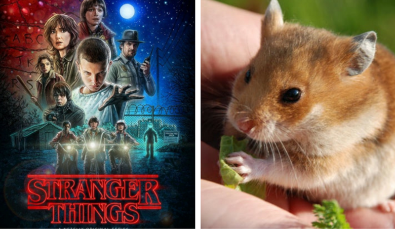 Mira la increíble parodia de ‘Stranger Things’ versión hamster