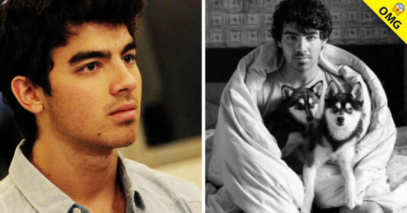 Perro de Joe Jonas fue asesinado por un auto