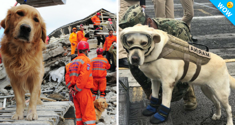 La grandiosa labor de los oficiales caninos tras el sismo