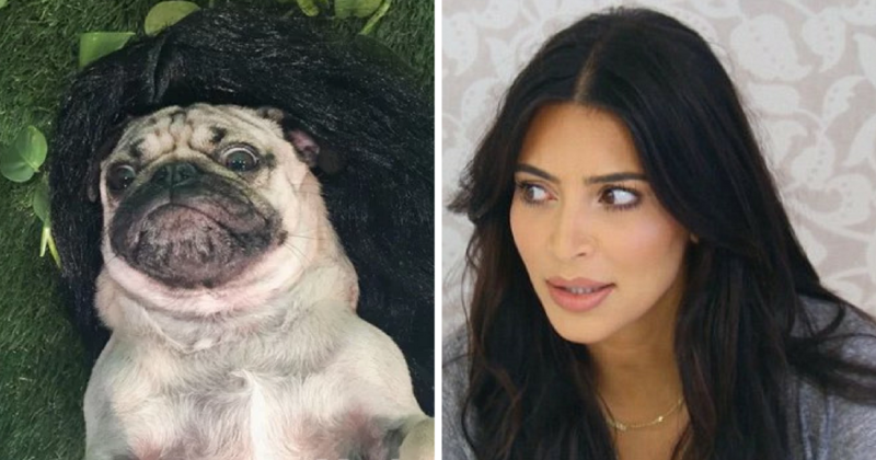 LOL! Pug recrea las fotos más sexys de Kim Kardashian
