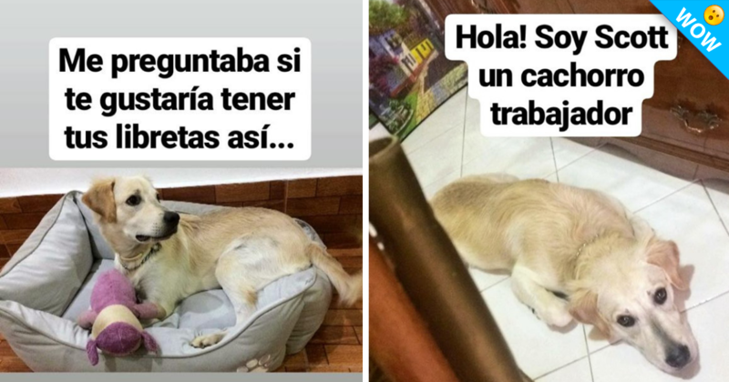 Perrito vende marcadores para poder pagar sus medicamentos