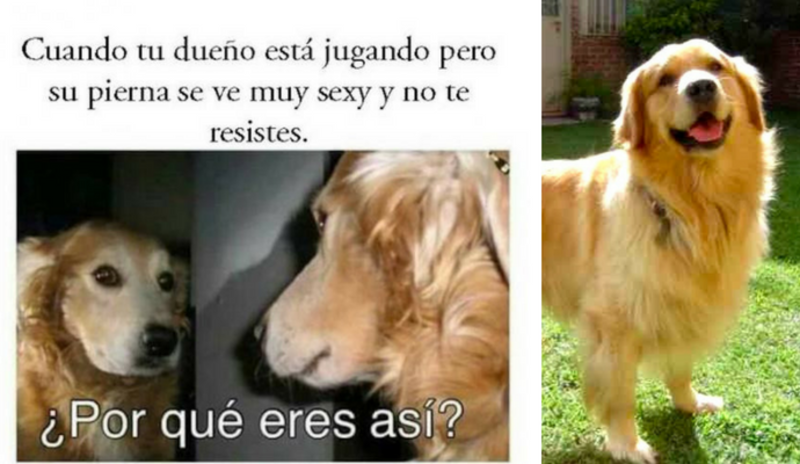 Aww! Este perro está rompiendo internet con sus memes