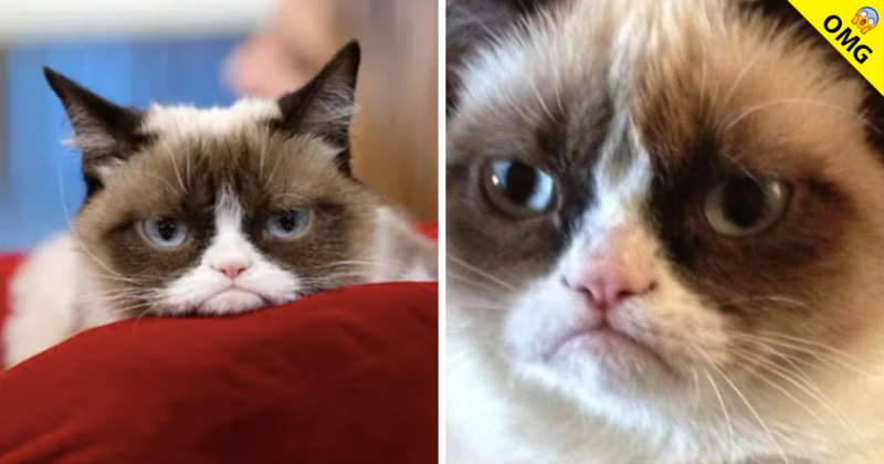 Muere ‘Grumpy Cat’ La gata famosa de internet