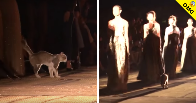 Gato se cuela en desfile de modas y termina orinando a mujer