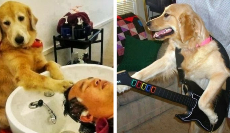 Aww! 13 perros que debieron ser humanos