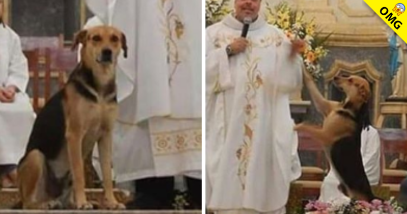 Sacerdote promueve en misa la adopción de perros callejeros