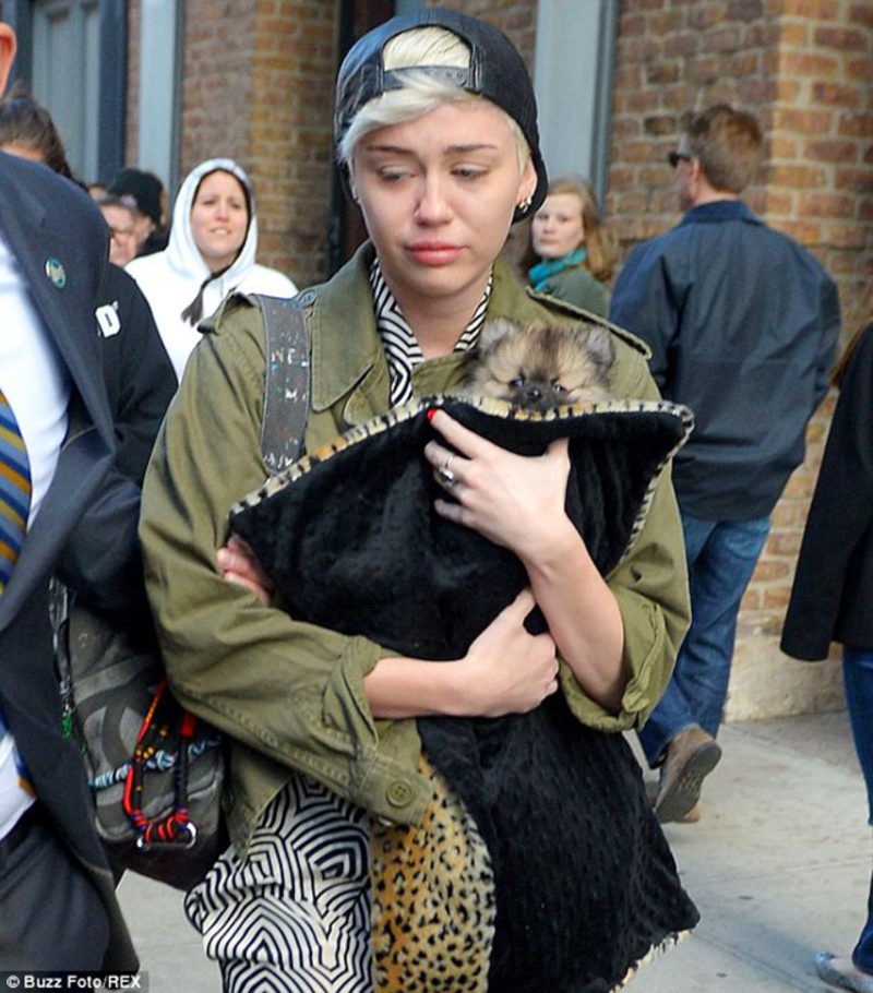 ¡Miley encontró consuelo al fin! Ahora tiene un nuevo perrito