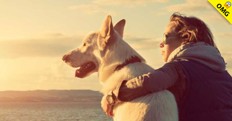 Perder a un perro es tan difícil como perder a un ser querido