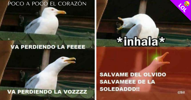 Los ONCE mejores memes de la gaviota intensa.