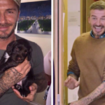 David Beckham tapa a su perro con cobija de 95 mil pesos