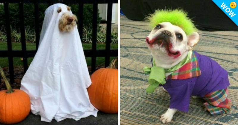 ¡DOCE ideas de disfraces para tu perro en halloween!