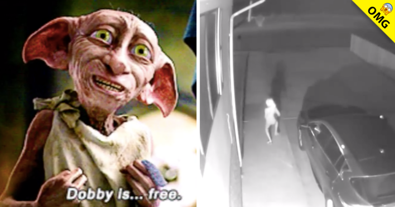 Criatura es captada en video y usuarios la comparan con Dobby