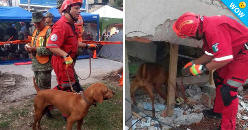 Titán, un héroe de cuatro patas.