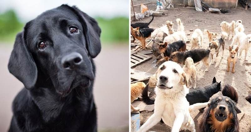 Dejo su carrera por rescatar perritos de la calle