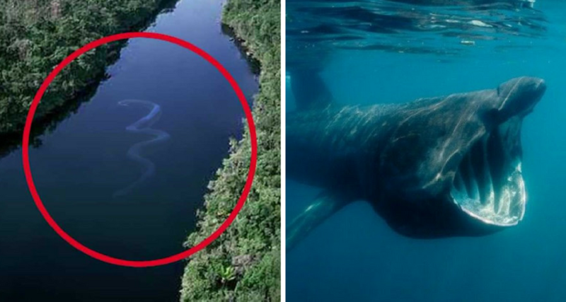 NO querrás  poner un pie en el agua después de ver esto