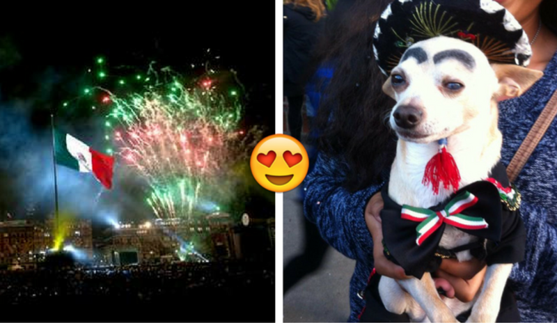 Pequeñas mascotas celebran así el día de Independencia