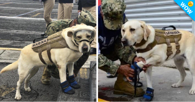 Frida, la perrita que ha salvado vidas.