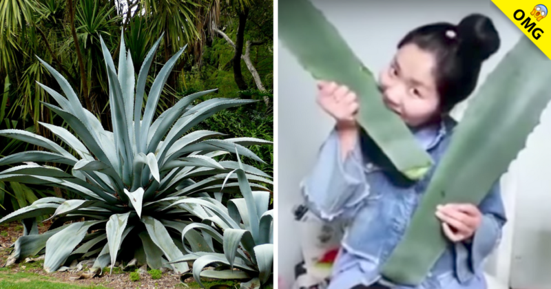 Esta chica consume planta venenosa en una transmisión en vivo.