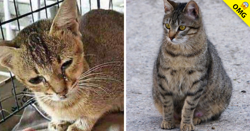 Gatita llora al ver que sus gatos nacieron sin vida