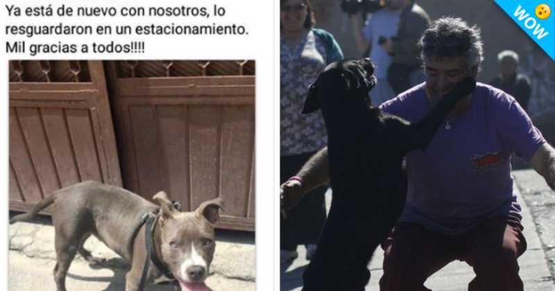 Mascotas se reencuentran con sus dueños tras sismo.