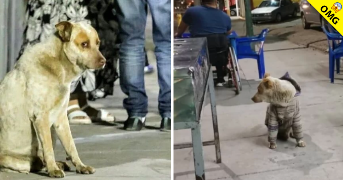 Jacob, el perro que aún espera a su dueño fallecido en el trabajo